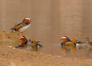 冬日里的高颜值风景线 泰山东麓迎来500多只鸳鸯