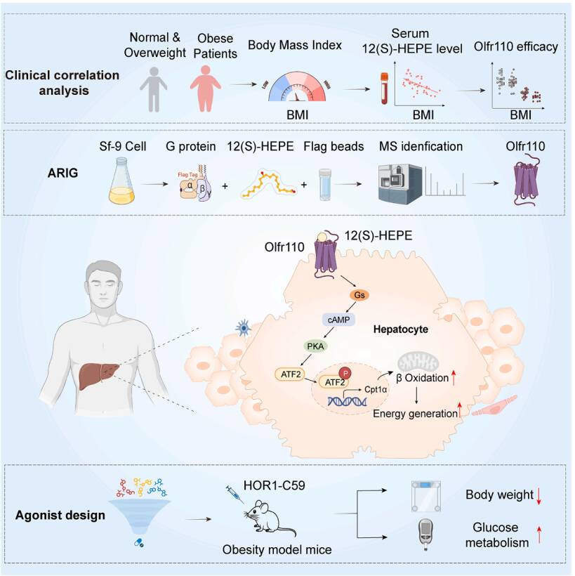 嗅觉受体研究迎新突破！山大医学团队在Cell杂志发表重要成果