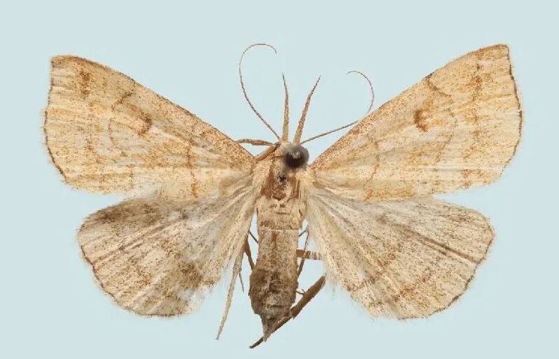 泰山又解锁新蛾类！暗翅长须夜蛾首现山东，须似镰刀戳中萌点