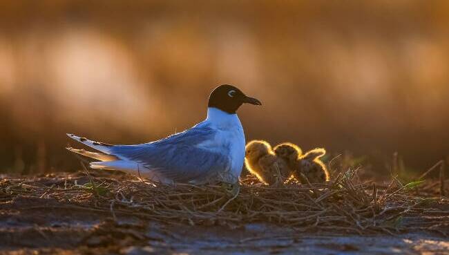 “小鸟的朋友”系列IP丨我是黑嘴鸥,黄河口湿地的潮汐韵律诗人