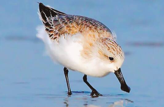 “小鸟的朋友”系列IP丨我是小勺!黄河口的滩涂觅食专家