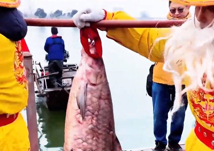 微山湖冬捕喜获88斤头鱼