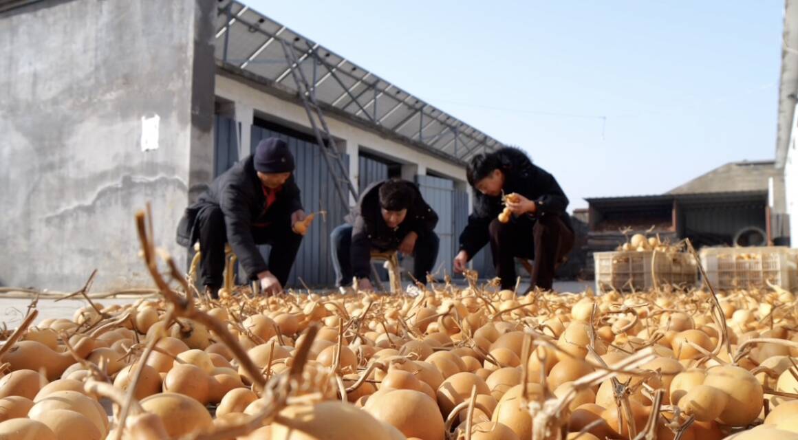 肥城：年货备足产销热 特色产业绘就增收景