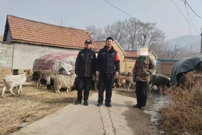 无人机助力邹平警方找回跑丢的羊群