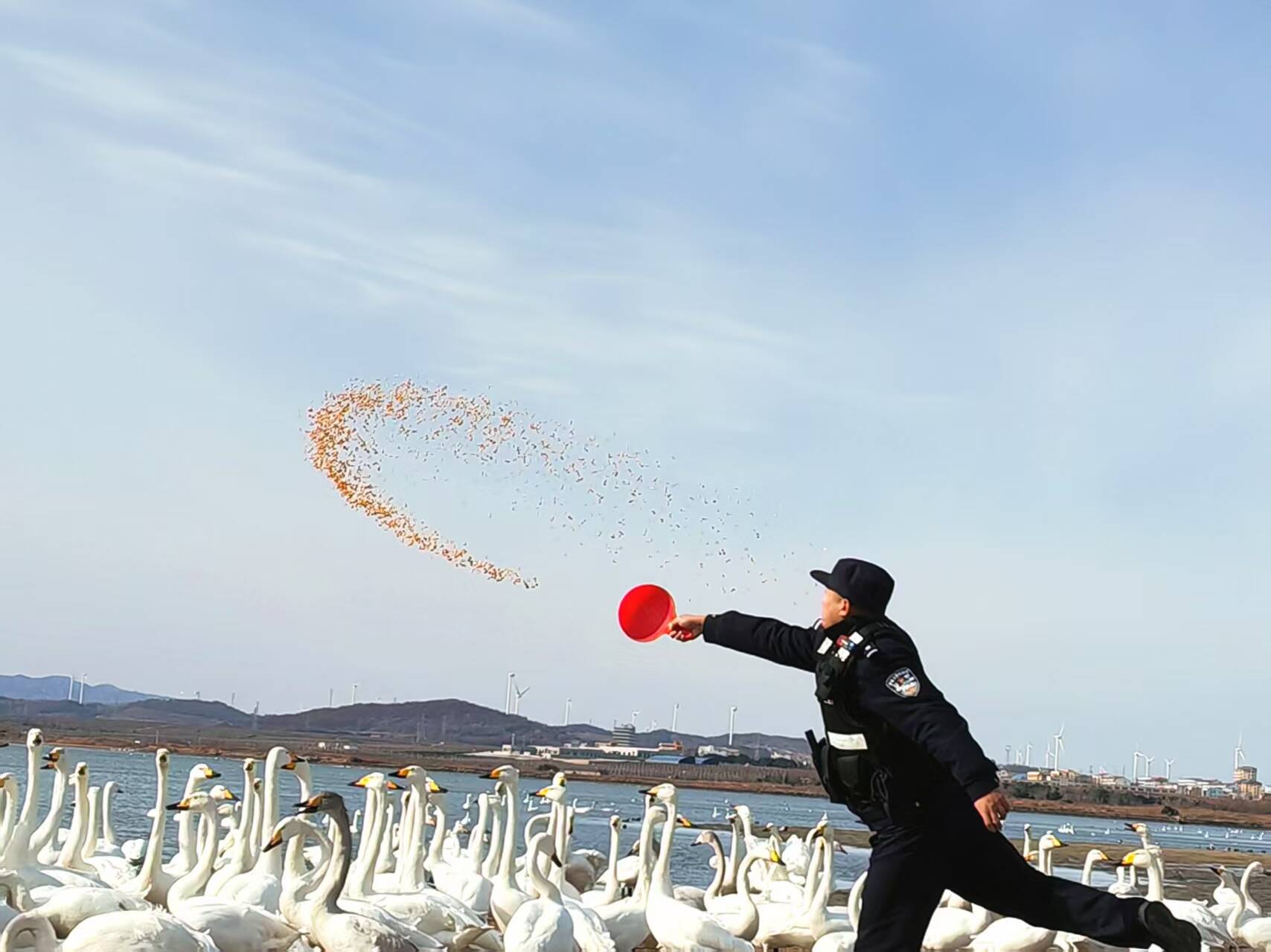 山海相约四十载 荣成“生态警务”为万只天鹅护航