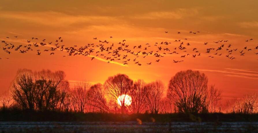 从 “小众秘境” 到 “顶流胜景”,黄河口鸟浪是如何破圈的?