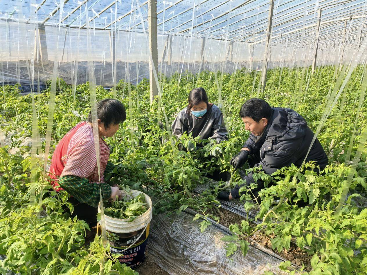 德州市陵城区：农家大棚种出“致富”菜