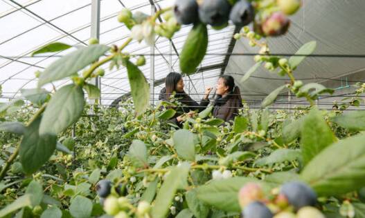 大棚蓝莓采摘乐