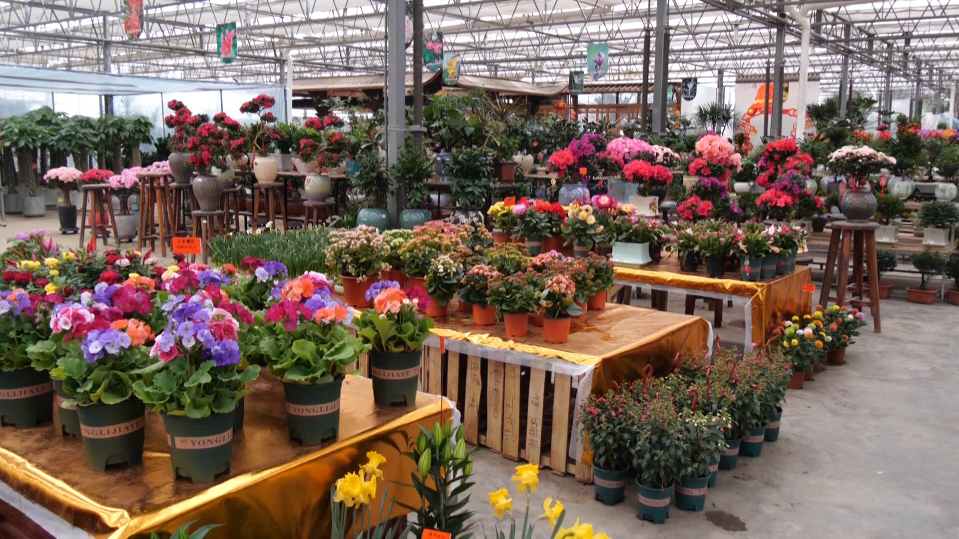 东营：年味渐浓 年宵花销售迎旺季