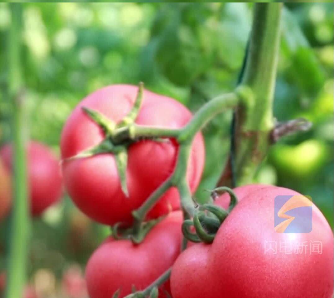 平原县:大棚轮作“不断茬” 设施农业绘出好“丰”景