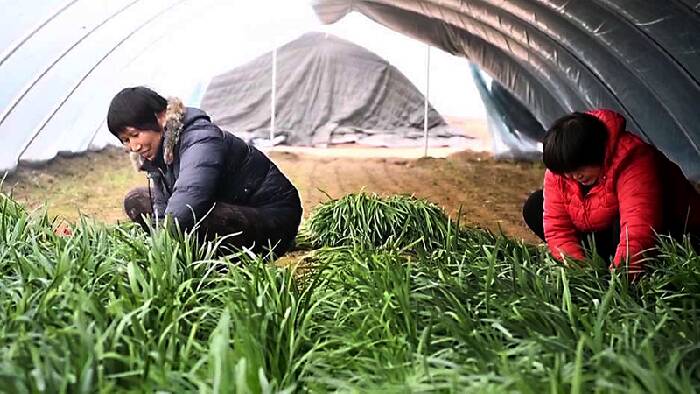 邹平市码头镇特色产业绘就新春“增收图”