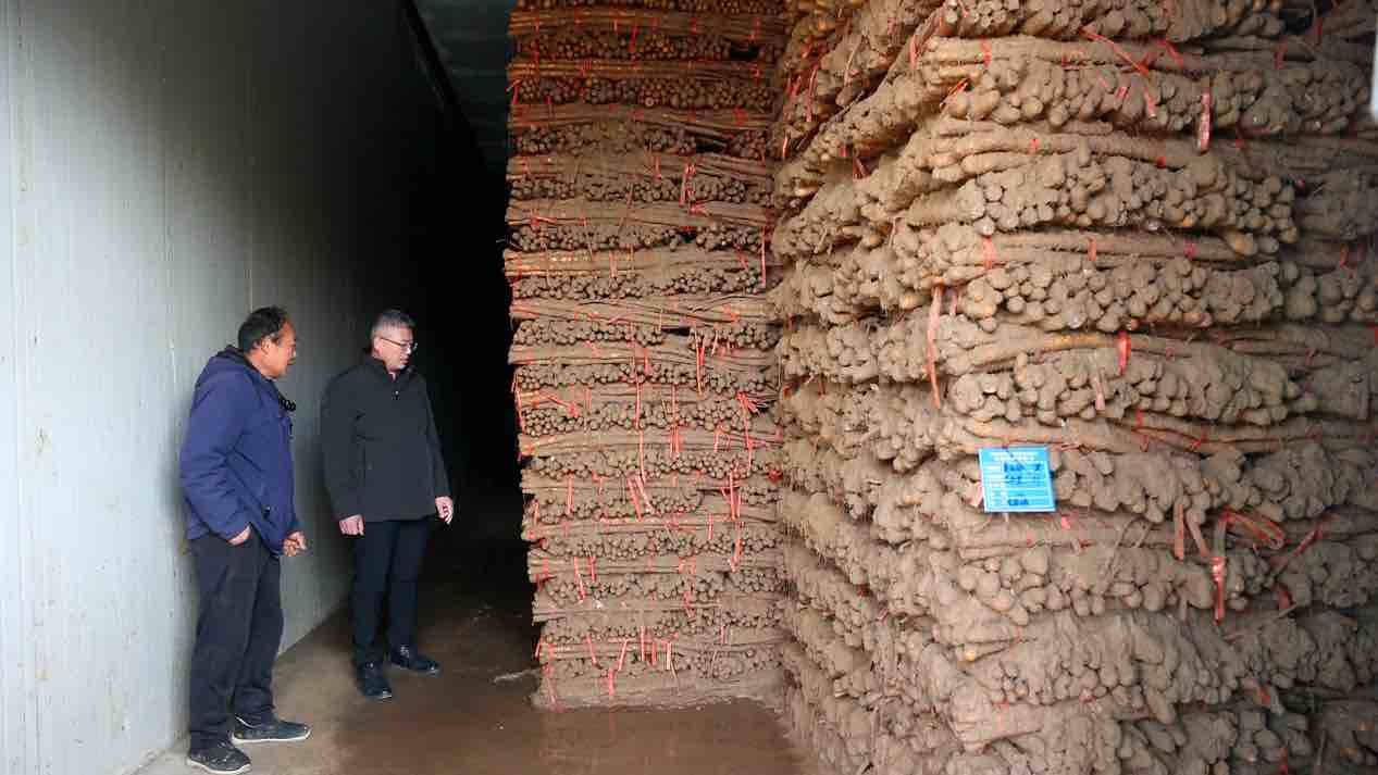 菏泽陈集山药：一根“黄金条”走出乡村振兴新路子