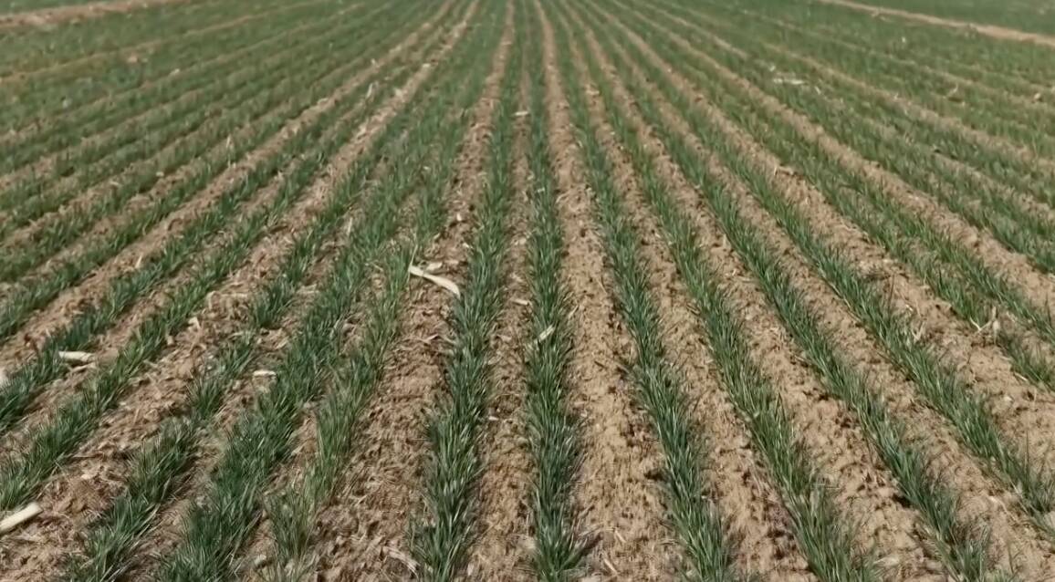 肥城：60.2万亩冬小麦全面返青 精准春管护航稳产丰产