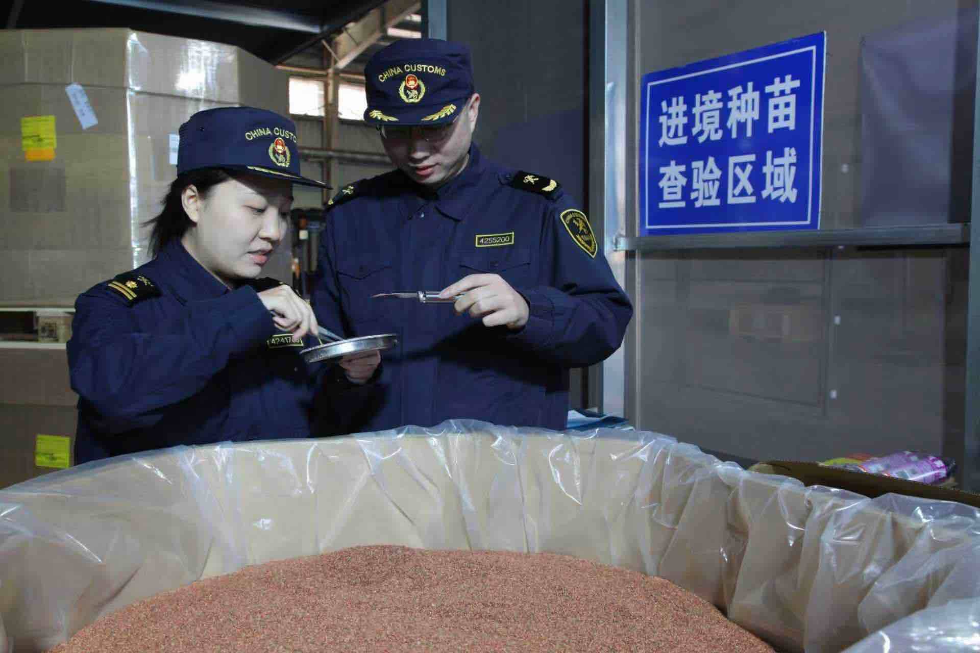 优质种苗为春耕添动能