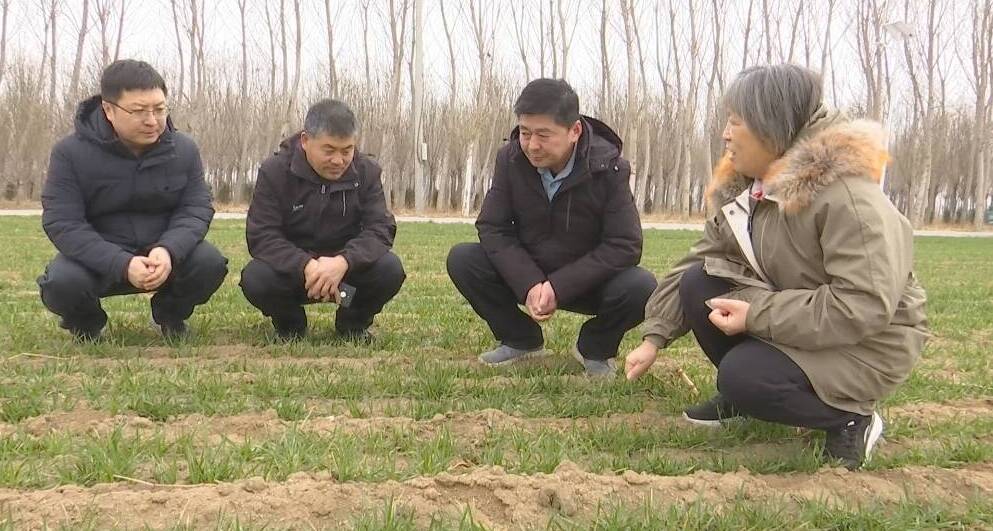 解锁春管新姿势 泰山区农技专家手把手教你种小麦