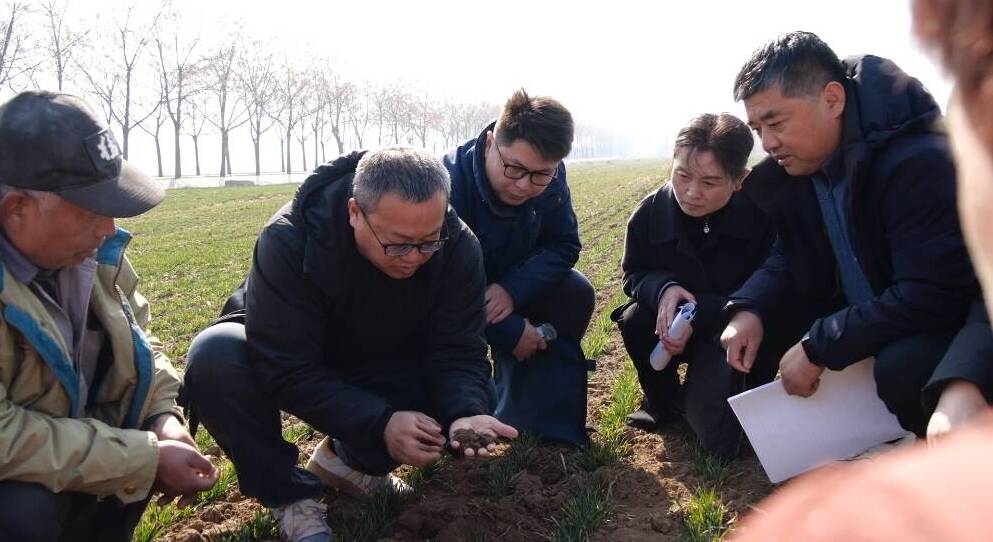 小麦返青黄金期！肥城这套 “管理秘籍”，农户一看就会