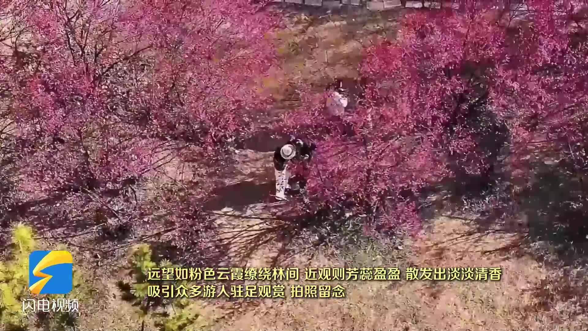 济宁太白湖梅花海已上线