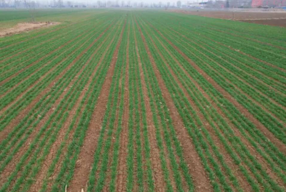 泰安开展市级小麦春管技术系列培训