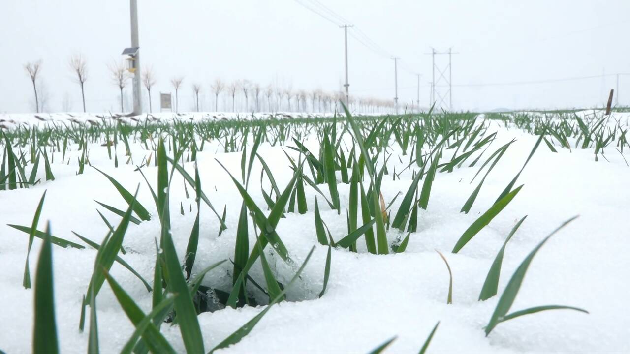 雪后“把脉问诊”！聊城农技专家科学指导小麦春管