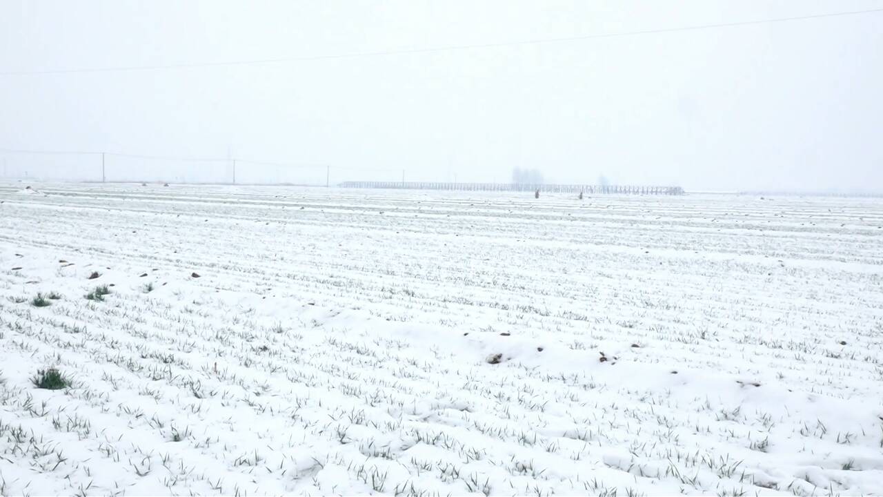 聊城黑板报｜雪后返青期的冬小麦如何管理 农技专家现场支招
