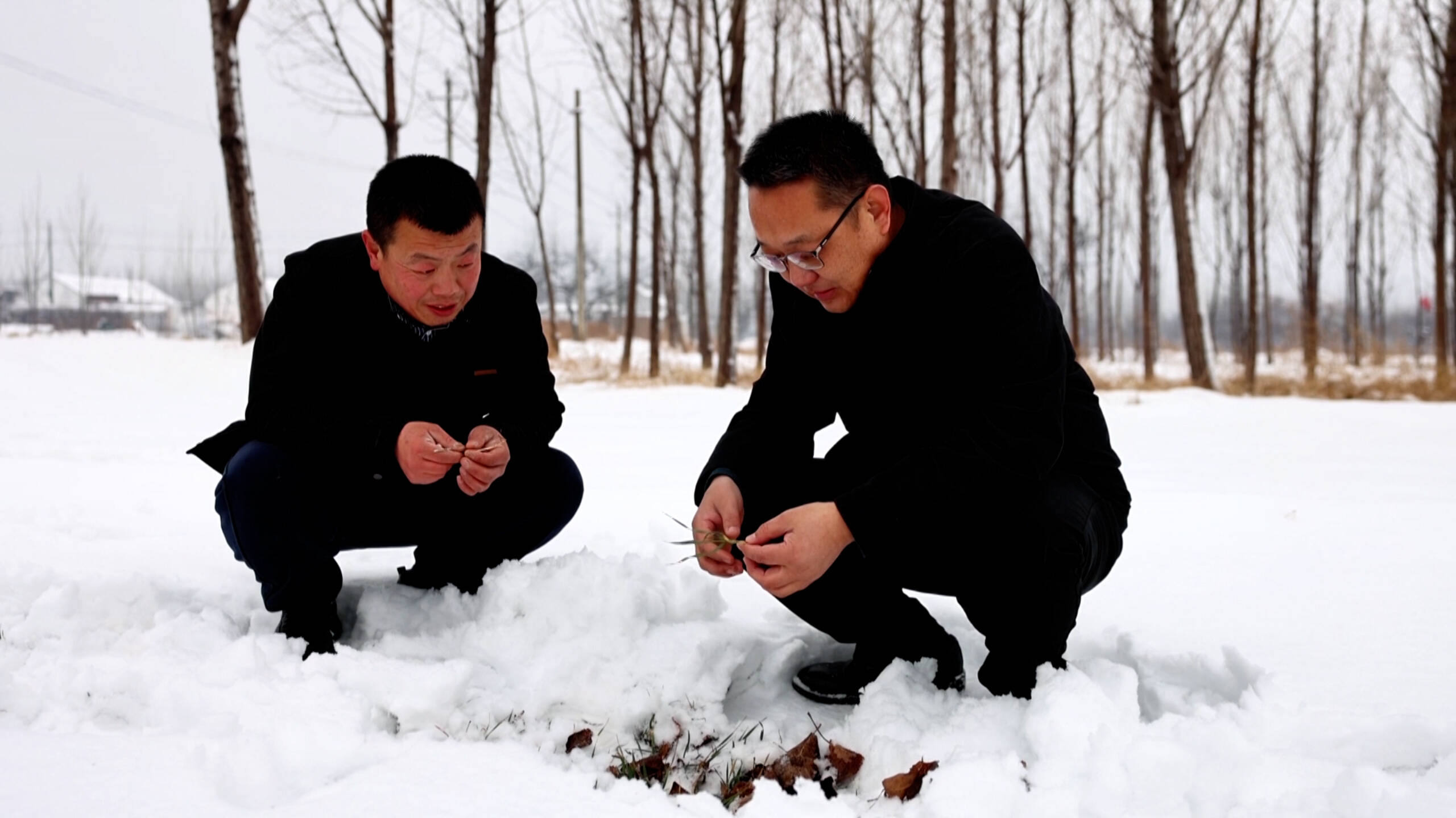 乐陵:农技专家雪后支招 护航小麦稳产增收