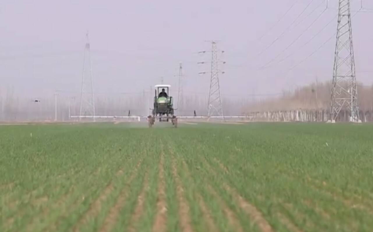 开局“十五五” 奋斗正当时·干事创业 担当尽责|科技壮苗 把小麦延播的损失夺回来