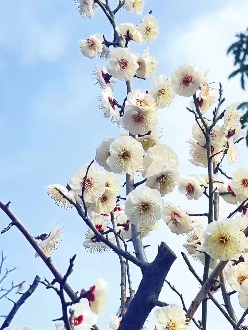 枣庄龟山公园一湖涟漪满树梅香美如画