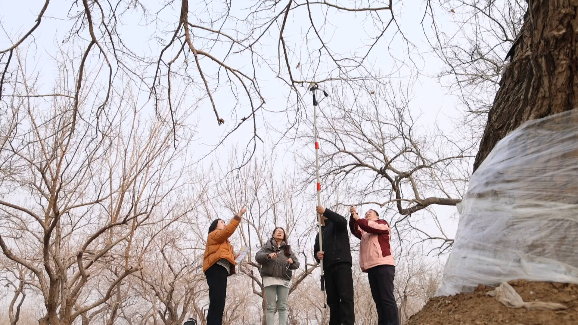 夏津县：古桑嫁接繁育 守护“千年种质”焕发新生