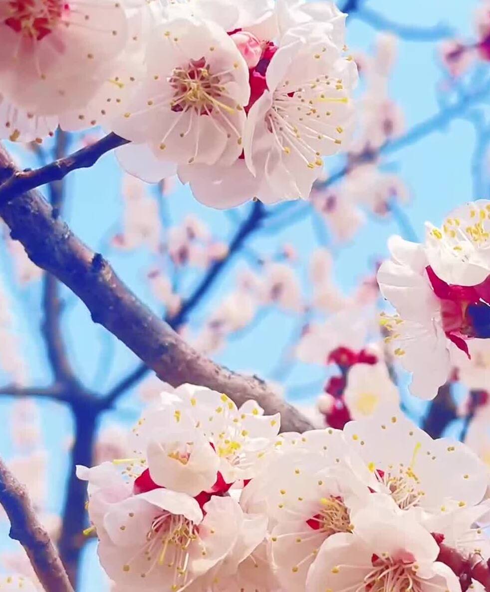 枣庄龟山公园杏花绽放 花香满径如云似雪