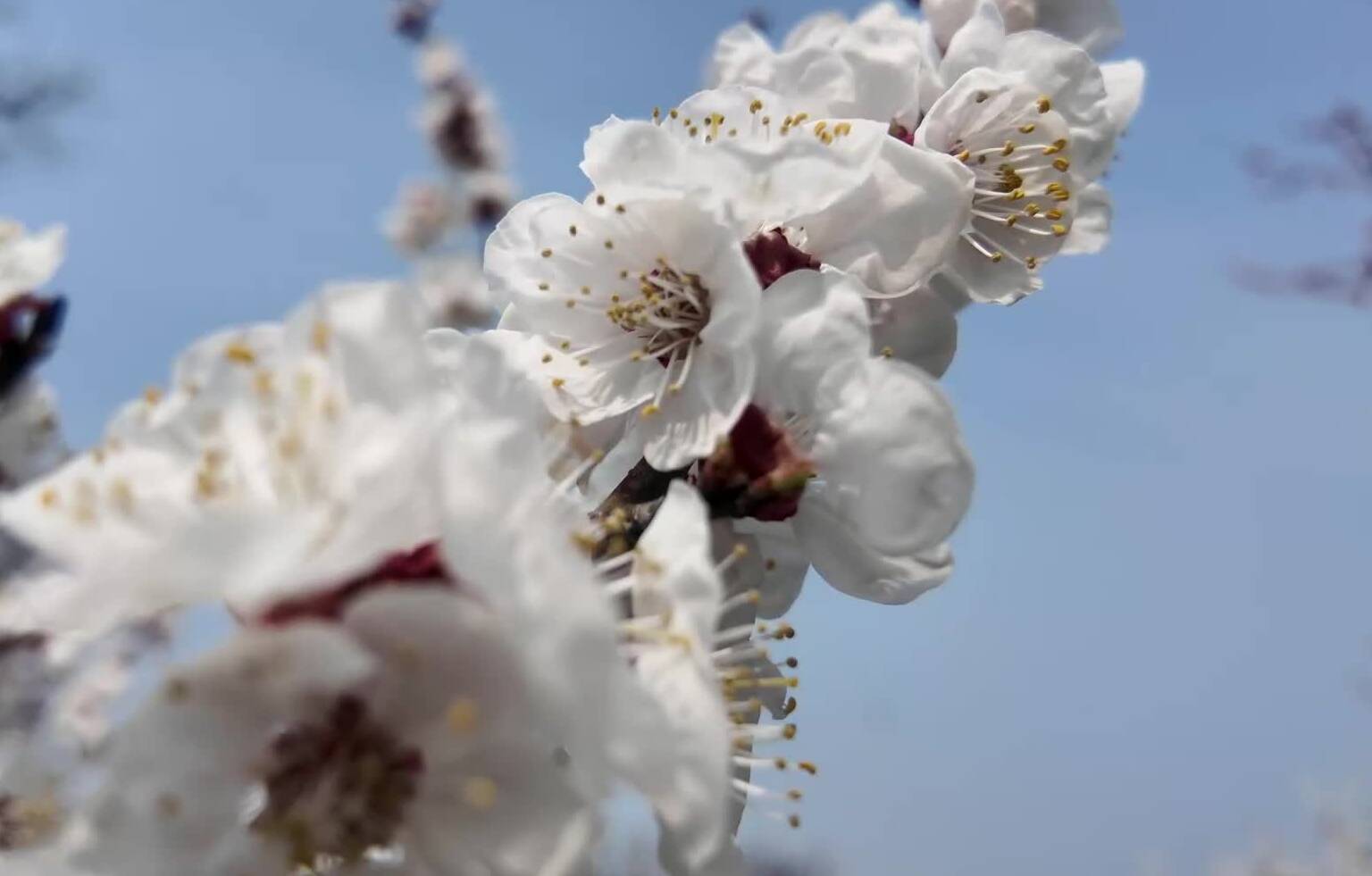 枣庄峄城阴平镇千亩杏花绽放 摇曳春光入画来