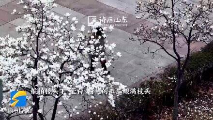 枣庄春日限定玉兰美景