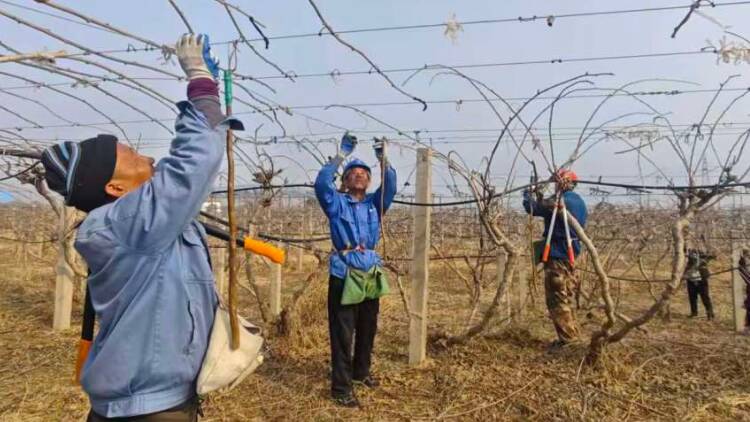 春到源泉，猕猴桃园里绑出“共富藤”