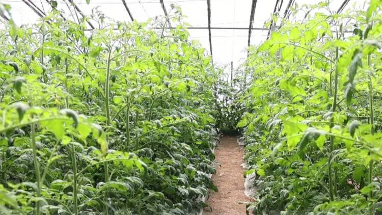 高青：棚里管护忙 果蔬长势旺