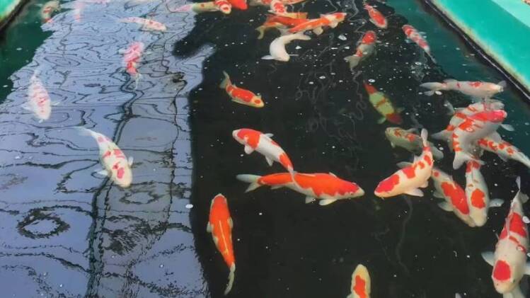 淄河岸边鱼欢跃 温室棚内花飘香