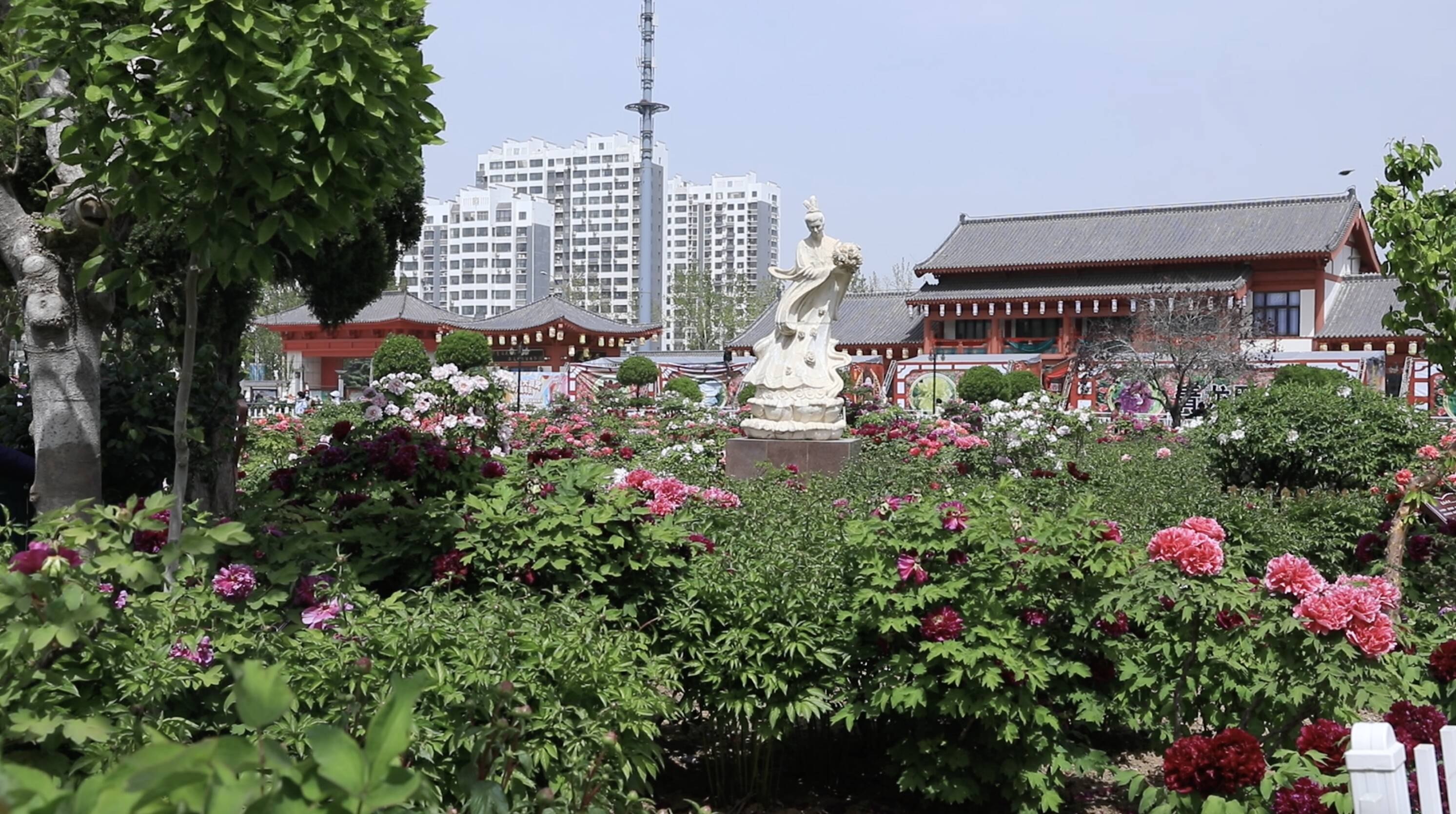 “买全国 卖全球” 菏泽“牡丹+”模式持续绽放富民魅力