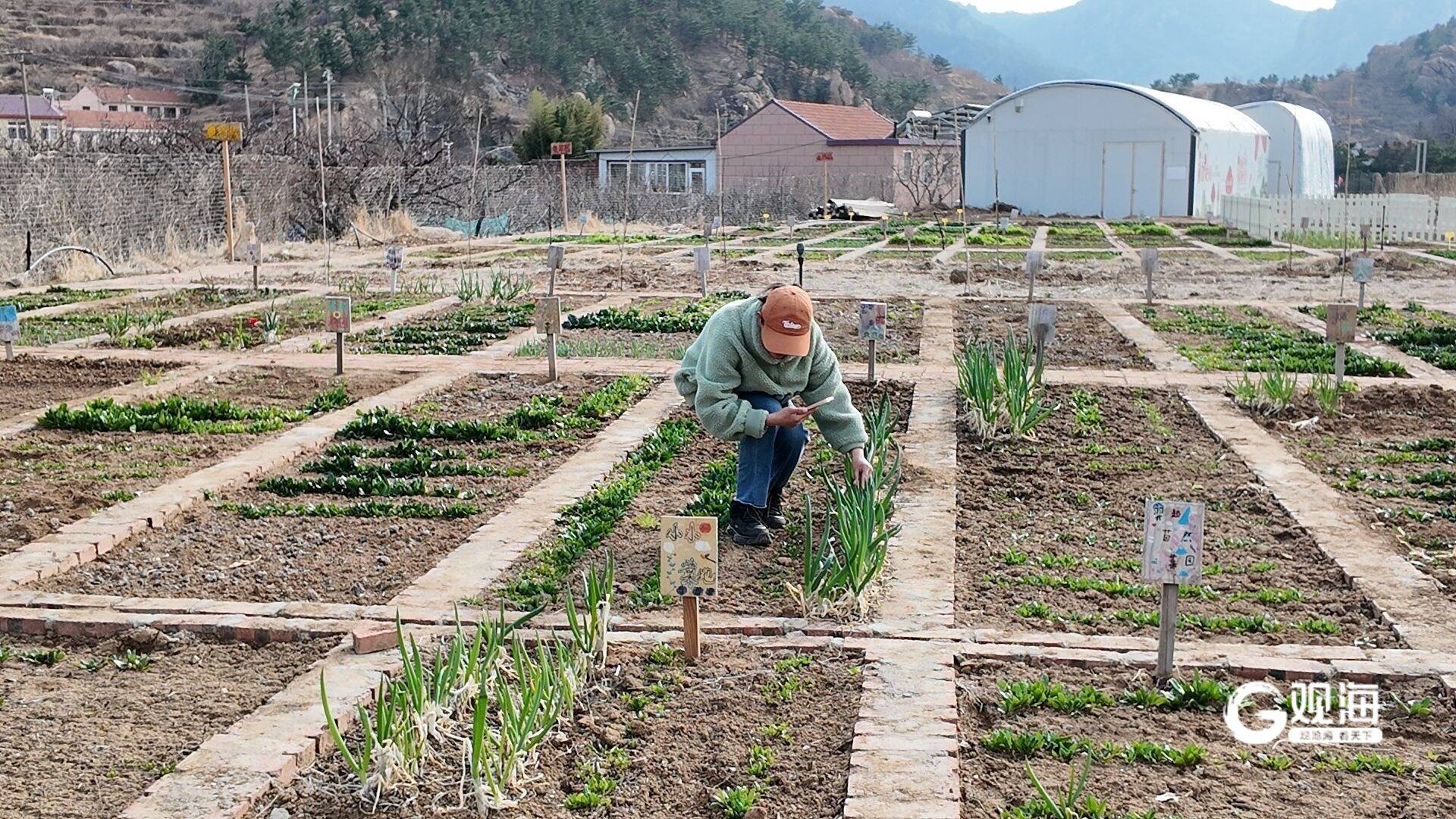 现实版“开心农场”火了!在青岛周末种地成为解压和社交的新选择(图1)