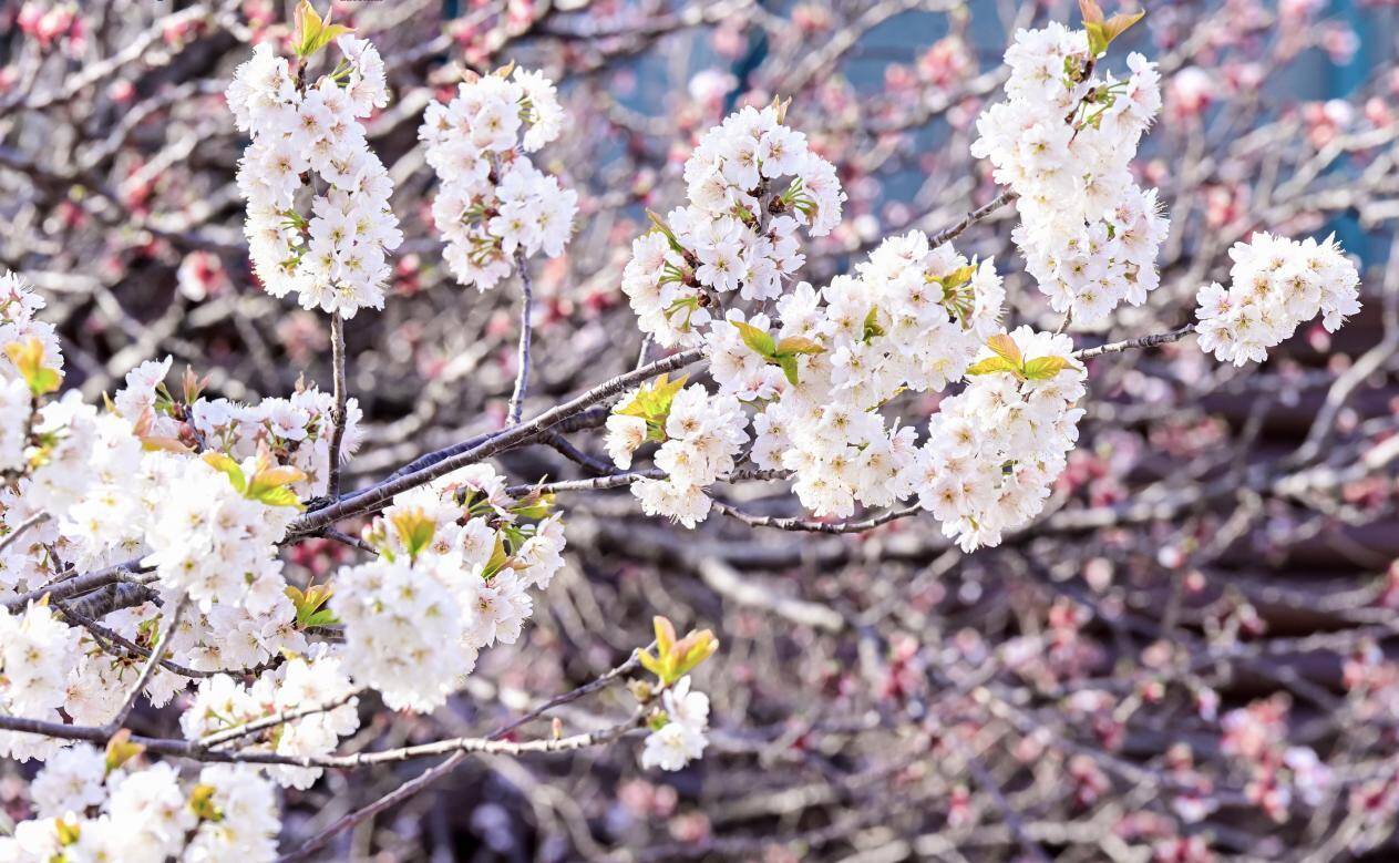 2026北宅樱桃季·第四届青岛樱桃花节云启幕 五大板块解锁崂山春游新体验