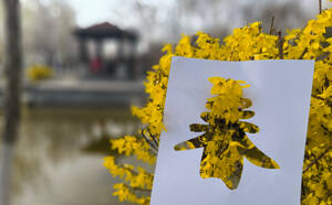 春天里的淄博丨连翘盛放，邀您共赴“画中游”