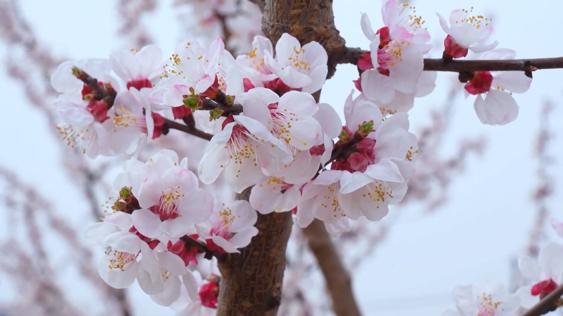 冠县：杏花竞相开放 绘就春日新景