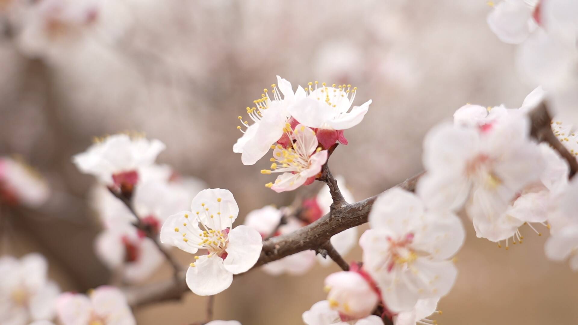 颜值变产值！临清以花为媒，千亩杏林开出乡村振兴好光景