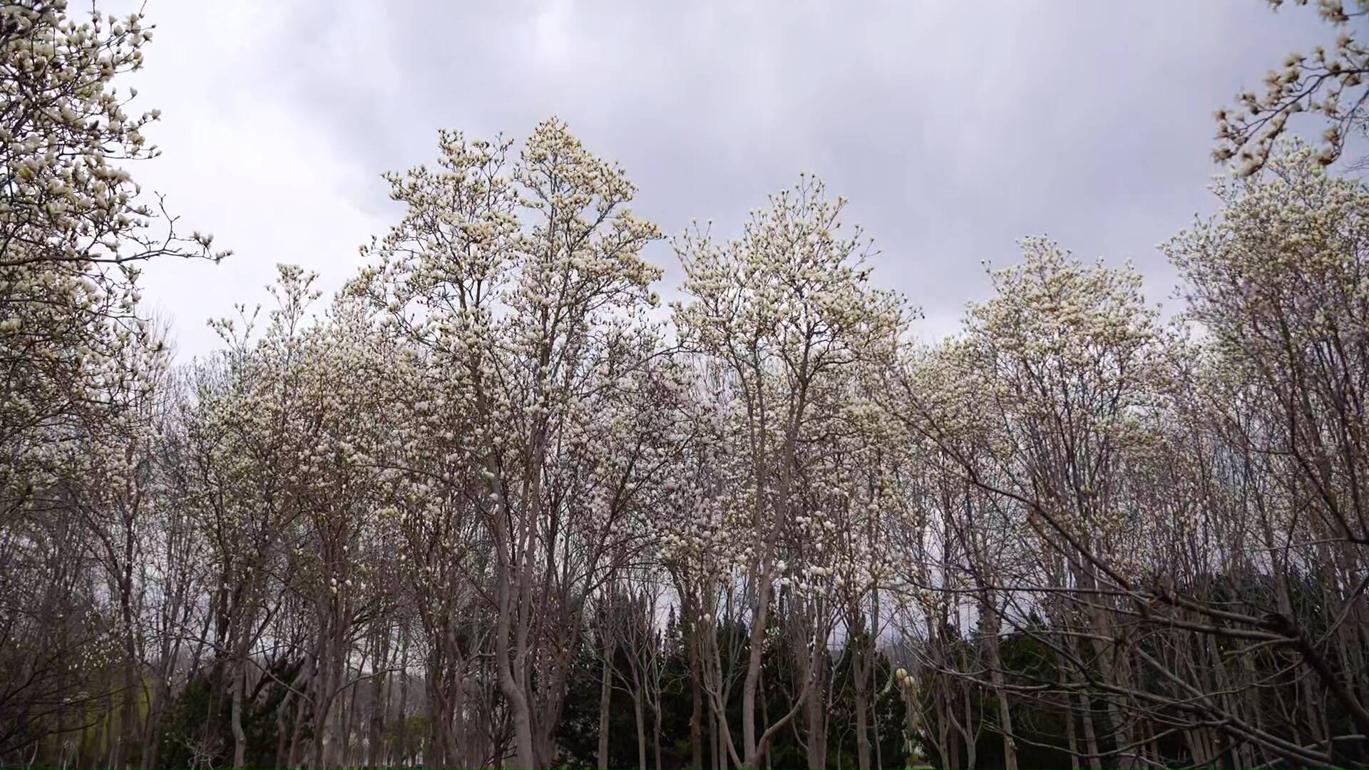 东阿洛神湖畔春色盎然，市民踏青赏景正当时