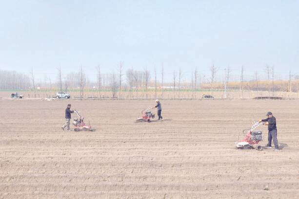 邹平青阳：生姜产业助农增收