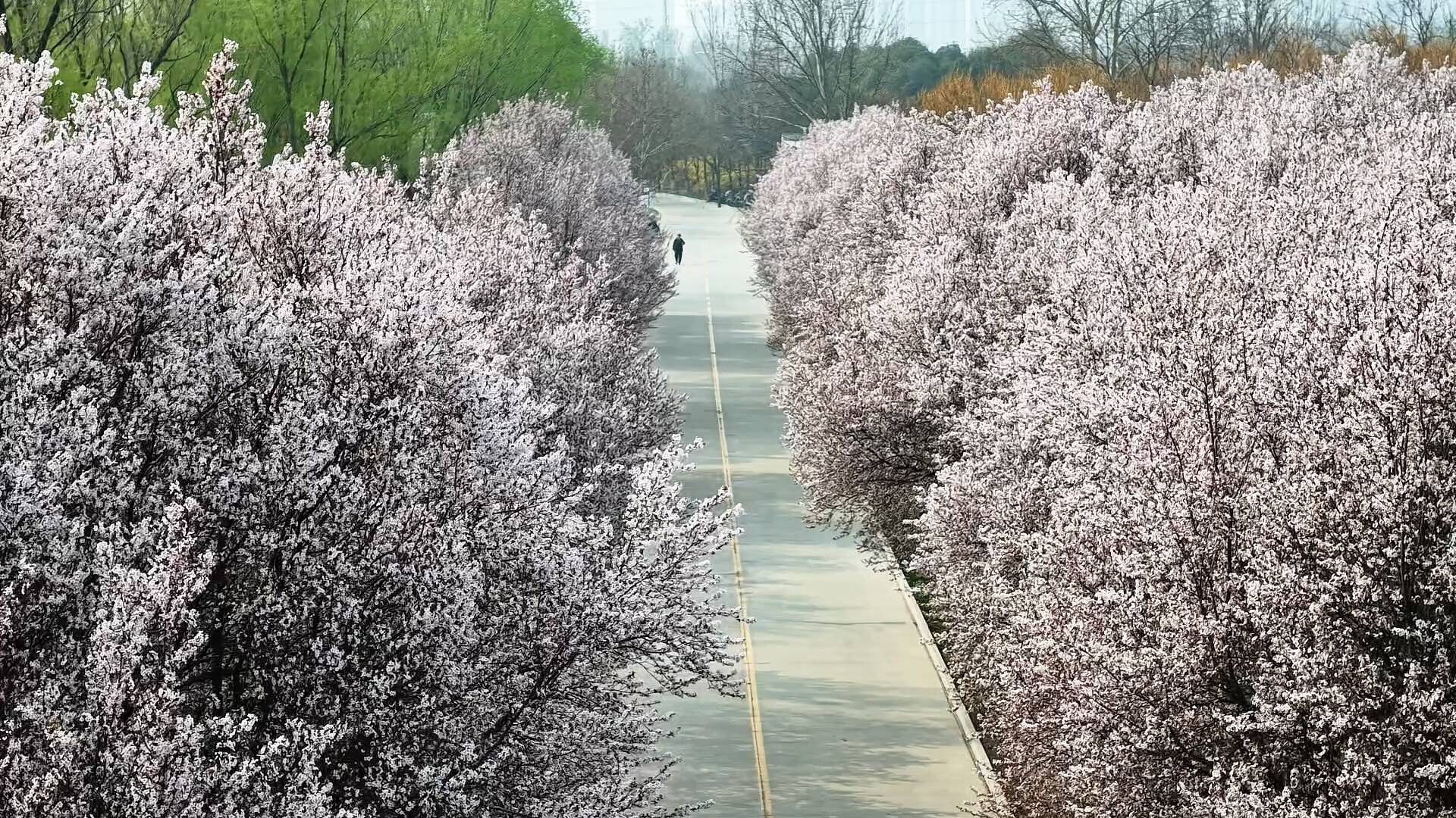 聊城大学紫叶李盛花期如约而至 开启春日浪漫