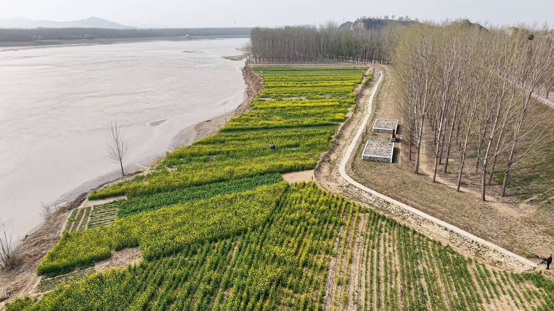 东阿：黄河岸畔油菜花开