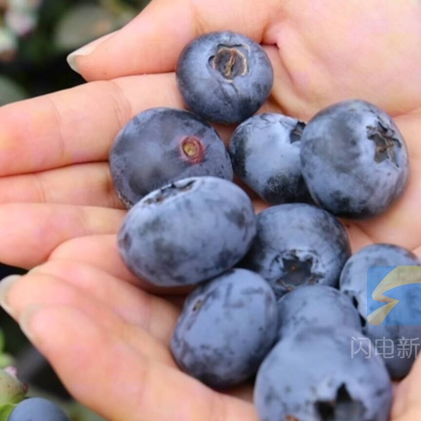 夏津县：小蓝莓迎来丰收季 乡村振兴“莓”景如画