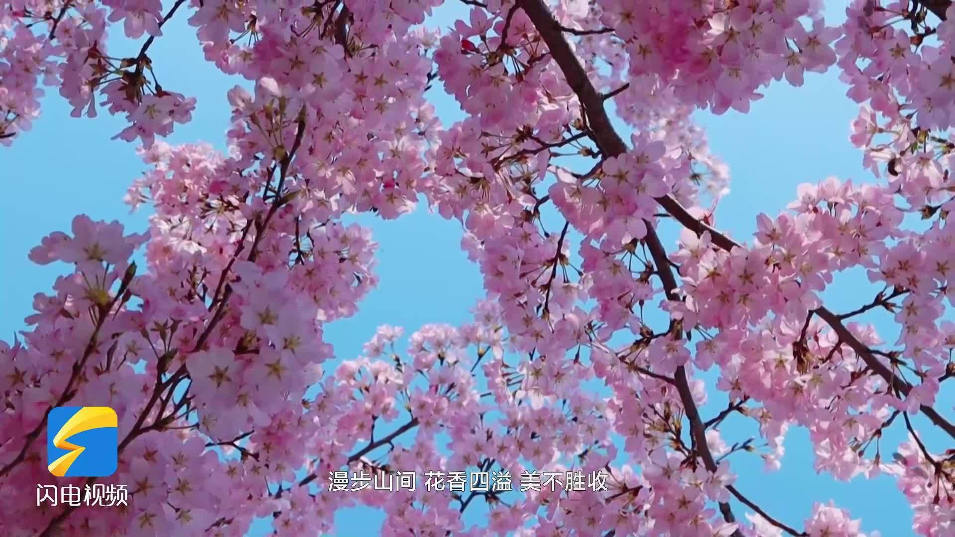 山东的樱花海藏在这里