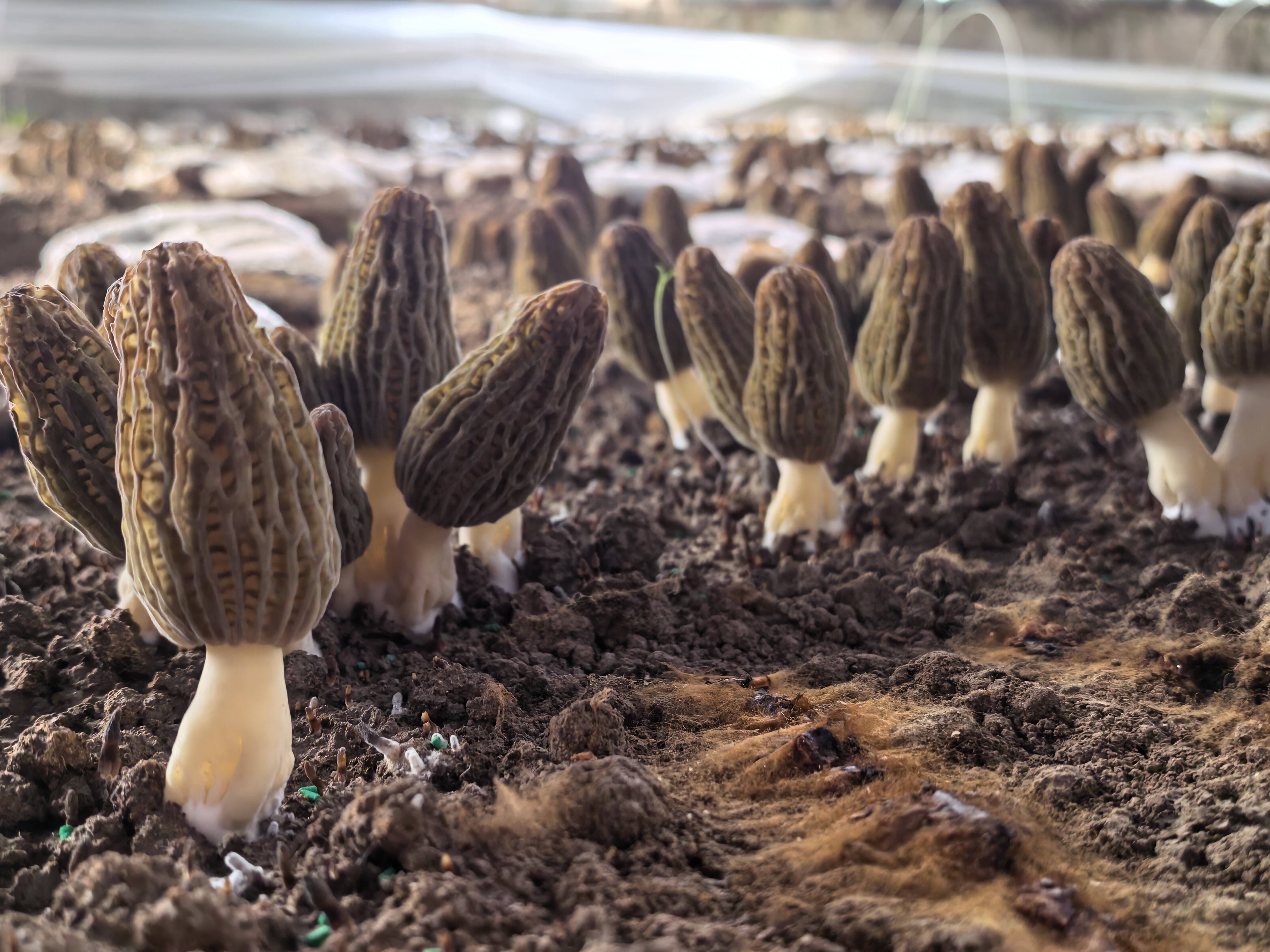 戈壁大棚里的“致富密码”：疏勒羊肚菌的跨界崛起与援疆力量