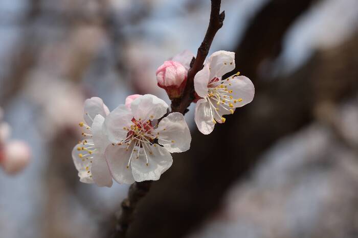 春华秋实园杏花盛开 扮靓滨州春日景致