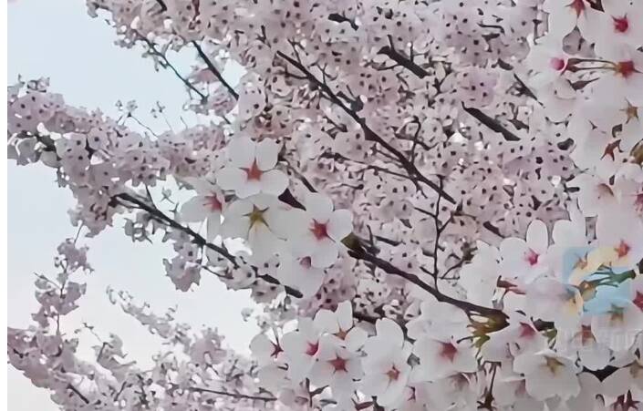 济宁春日限定樱花海上线