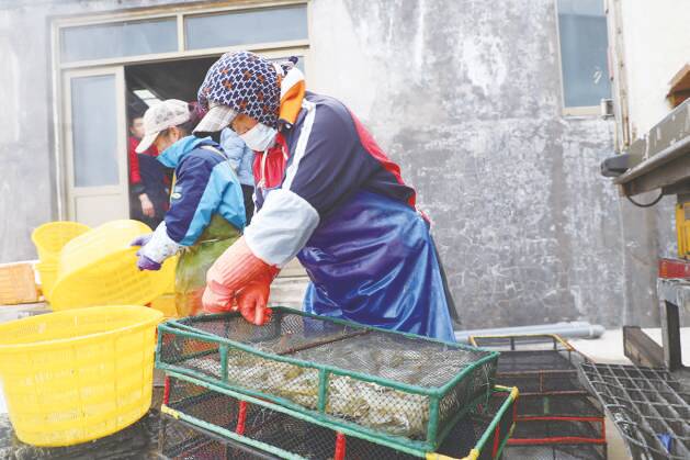 滨海镇反季节盐田虾畅销京津冀湘